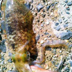 台風後、濁りと切れ藻に･・！