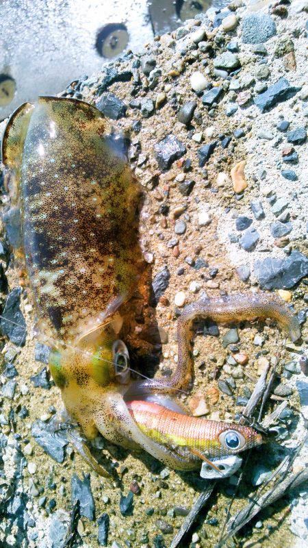 台風後、濁りと切れ藻に･・！