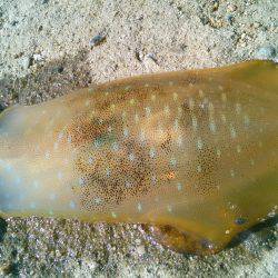 渋ッいなかなんとかツ抜け～！