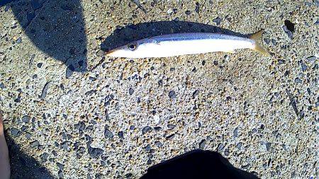 久しぶりのちょい遠征