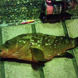 りんくうアコウ