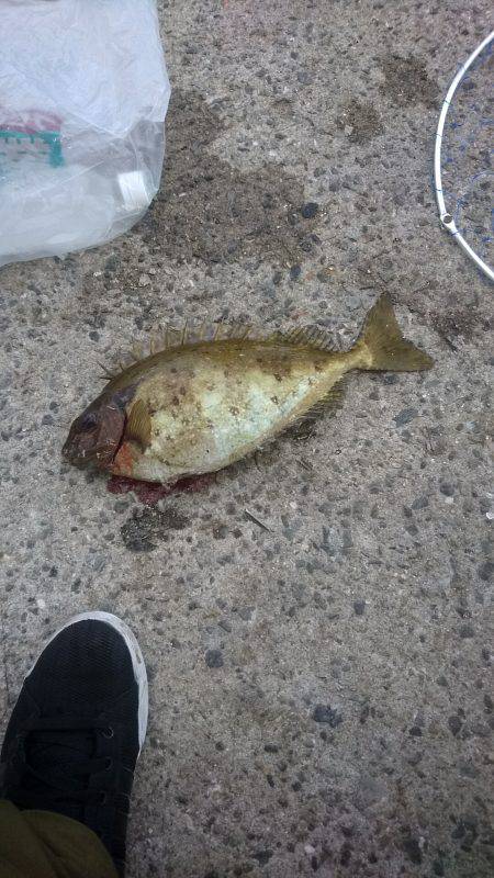 なんでなんやー！