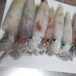 夕まずめからのー