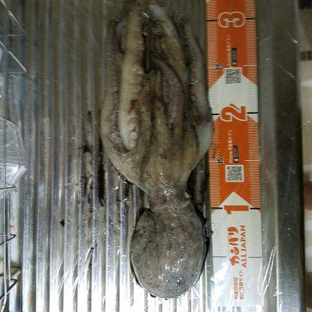 秋イカ調査でタコ
