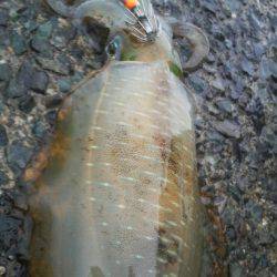 雨　雨　あがれ！