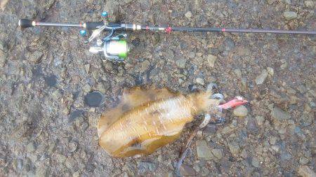 エギング　キロＧＥＴ！！