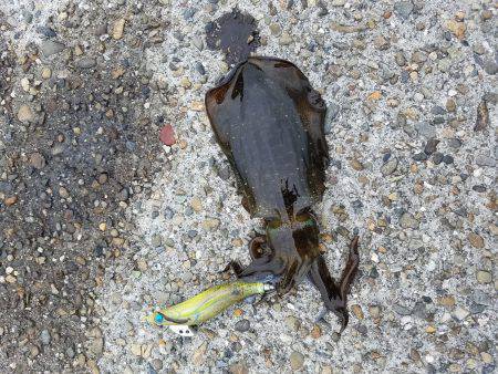 加太大波止エギング！