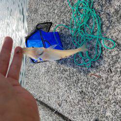 カワハギ狙いが良型キス!