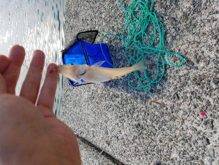 カワハギ狙いが良型キス!