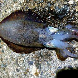 雨上がりの貸し切りの海