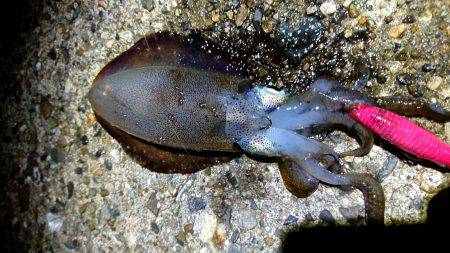 雨上がりの貸し切りの海