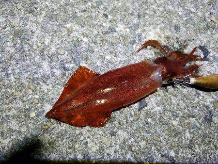 久しぶりの釣行