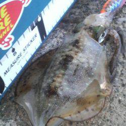 今週のアオリは？