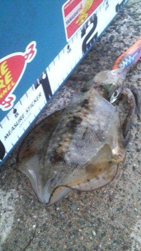 今週のアオリは？