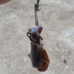 ランガンエギング