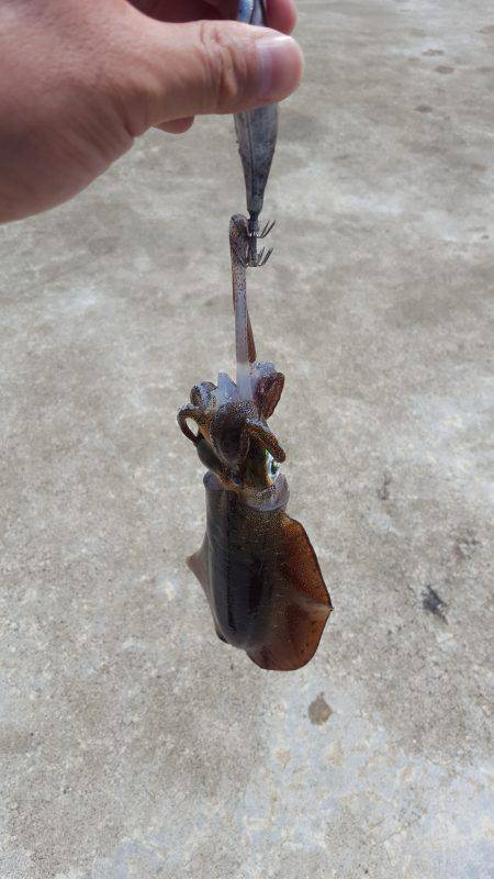 ランガンエギング