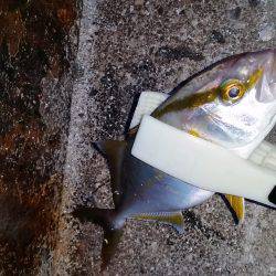 台風前に釣れるかな