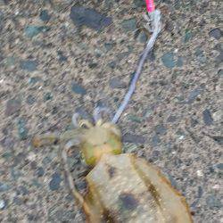 台風前の強行エギング