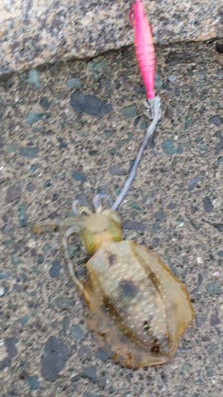 台風前の強行エギング