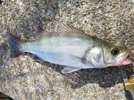 エバ・ヒラスズキ