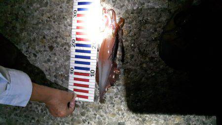 台風後のエギング