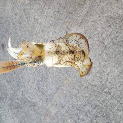 台風後エギング