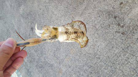 台風後エギング