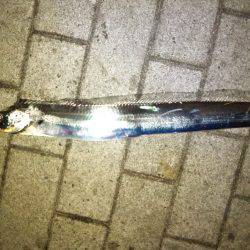 台風明け近場で初タチウオ