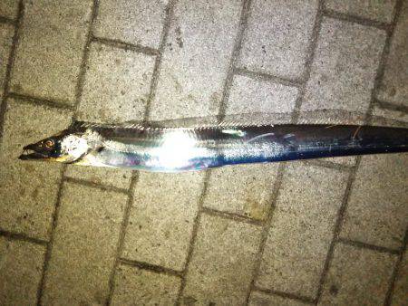 台風明け近場で初タチウオ