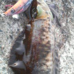 アオリイカ　＜　エギ