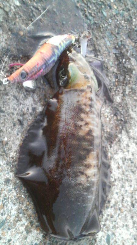 アオリイカ　＜　エギ