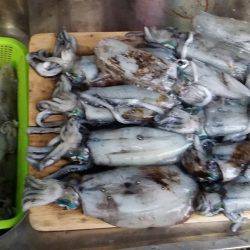 アオリイカ快釣