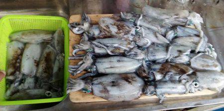 アオリイカ快釣