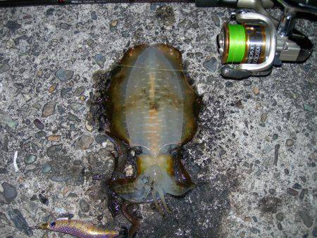 流れの中でアオリイカ、常夜灯周りでミナミハ…