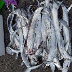 タチウオ　ツバス