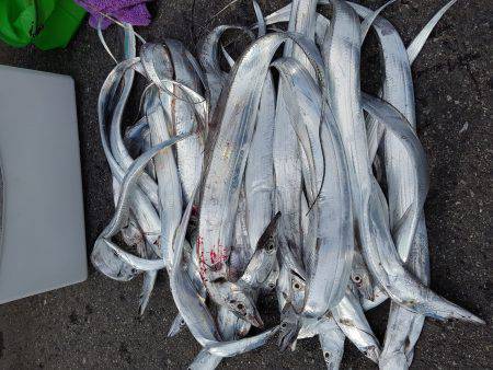 タチウオ　ツバス