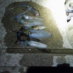 エギング(続報)