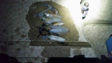 エギング(続報)