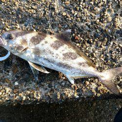 久しぶりのジグ