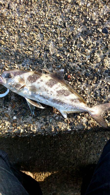 久しぶりのジグ