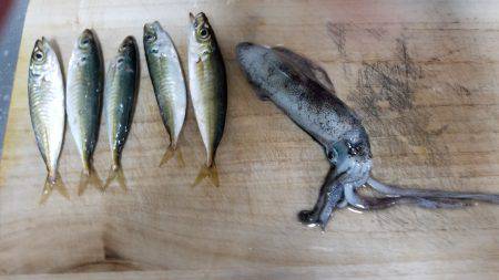 初フィールドエギング