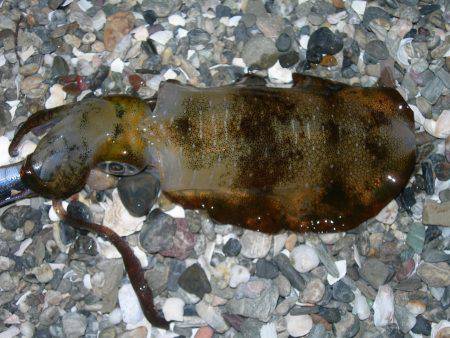 サーフはゴミで釣りづらく、夜になってアオリ…