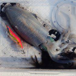 今季初ティップランエギング