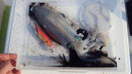 今季初ティップランエギング