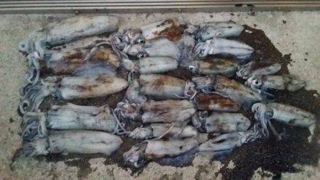 アオリイカいい感じ