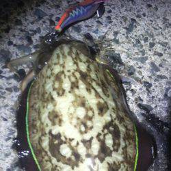 コウちゃんBINGO