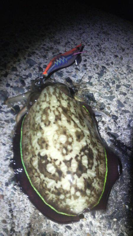 コウちゃんBINGO