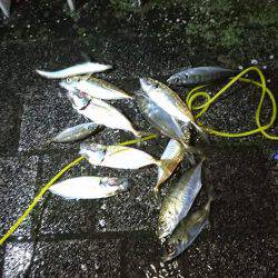 マナティー28でアジポンポン