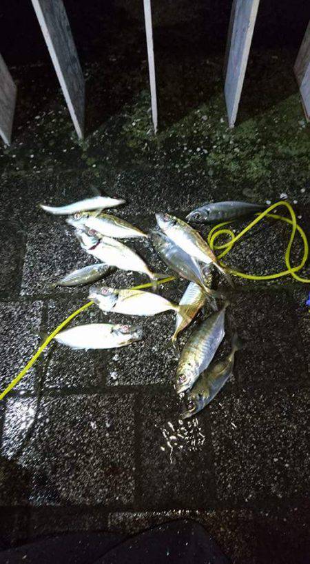 マナティー28でアジポンポン