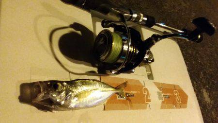 アジング エギング ライトジギング